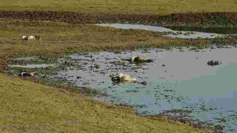 В «Асканії-Новій» загинули понад 180 червонокнижних журавлів