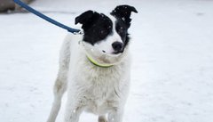 Білий, Дарк чи Доміно