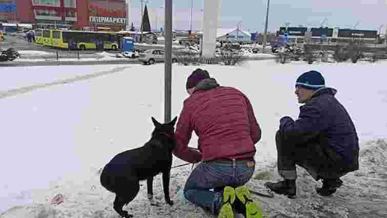 Зоозахисники врятували собаку, залишеного прив'язаним під львівським ТРЦ