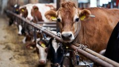 Вони просто нагодували корову дріжджами