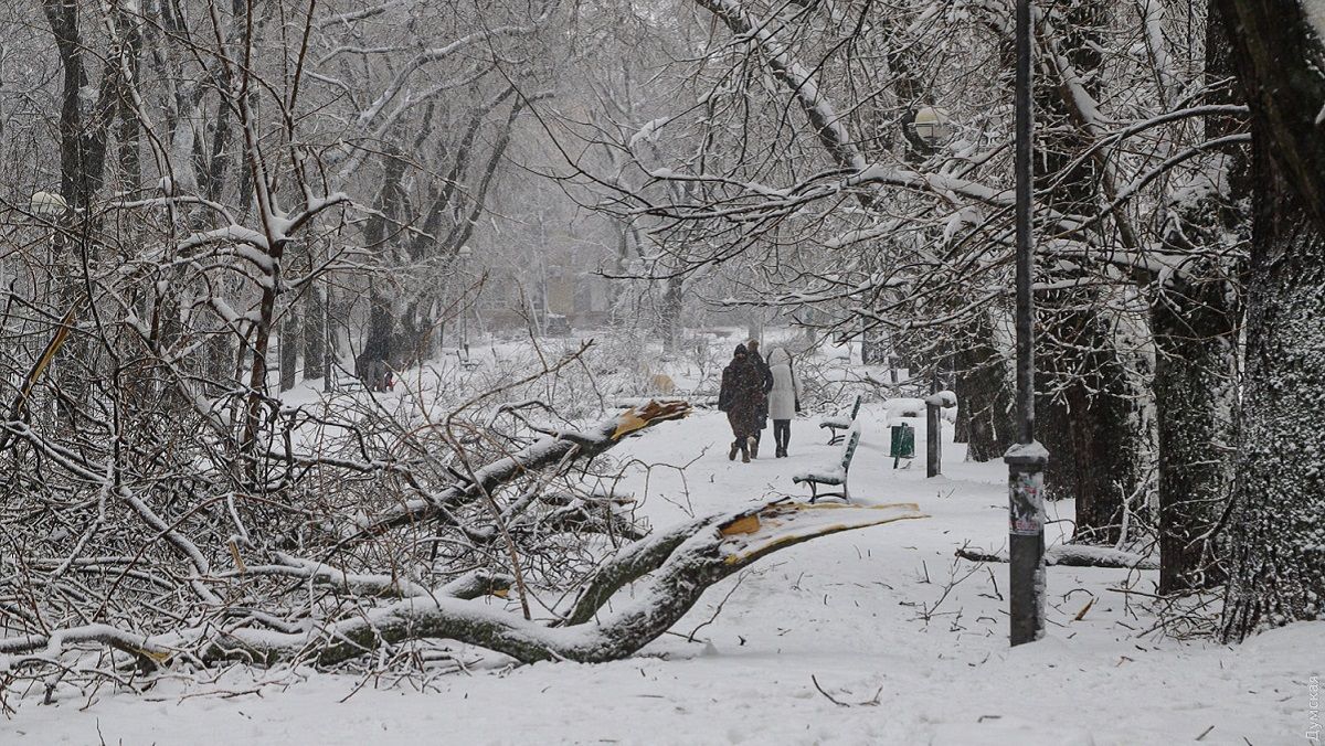 В Одесі негода повалила сотні дерев і паралізувала транспортну систему
