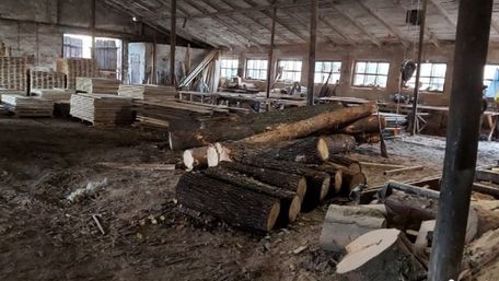 Сімох працівників лісгоспу судитимуть за незаконну вирубку у Радехівському районі
