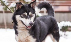 Брюховицька Венера