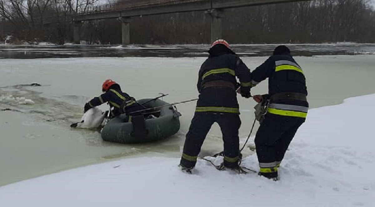 У Сокалі рятувальники визволили примерзлих у річці 15 лебедів