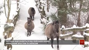 У Яворівському природному парку розводять нащадків рідкісних коней-тарпанів