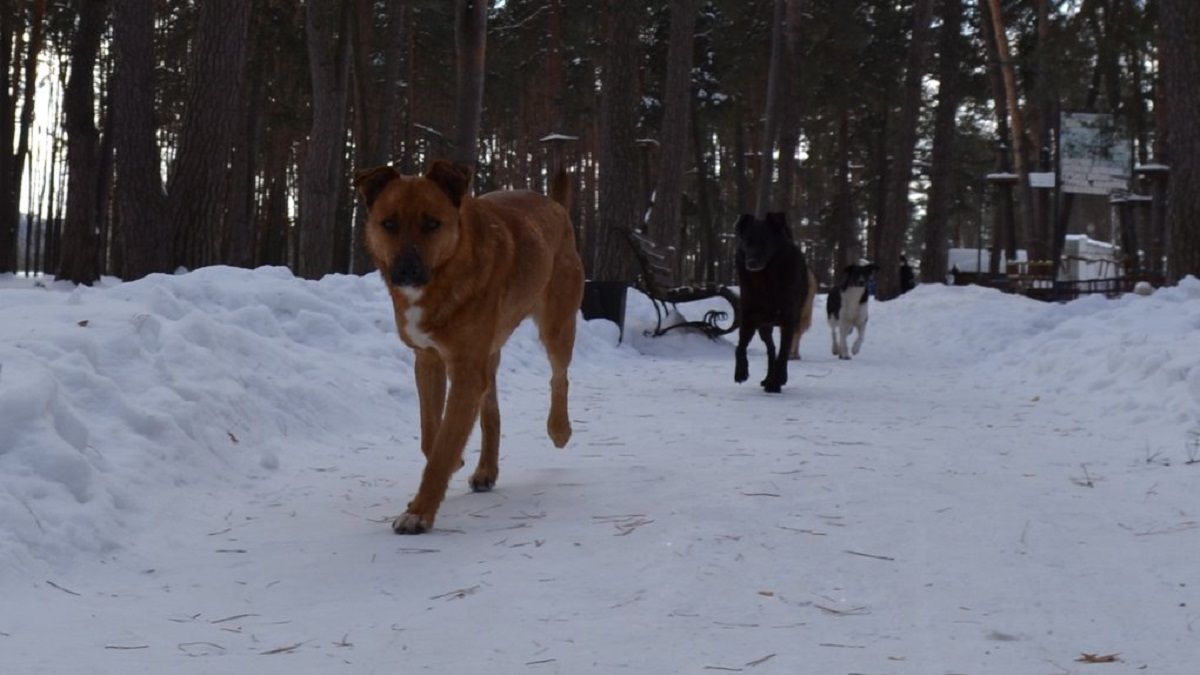 У селі на Львівщині собаки принесли на подвір’я людську ногу 
