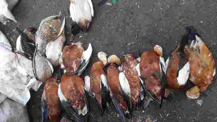 Держпродспоживслужба назвала причину масової загибелі птахів в «Асканії-Новій»