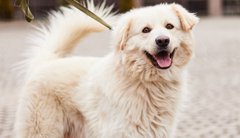 Усмішка Одіна