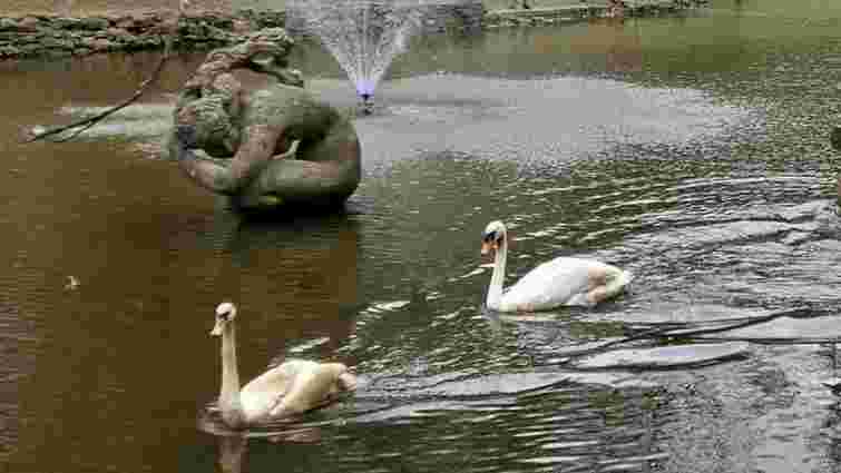 Лебеді повернулися на озеро у Стрийському парку