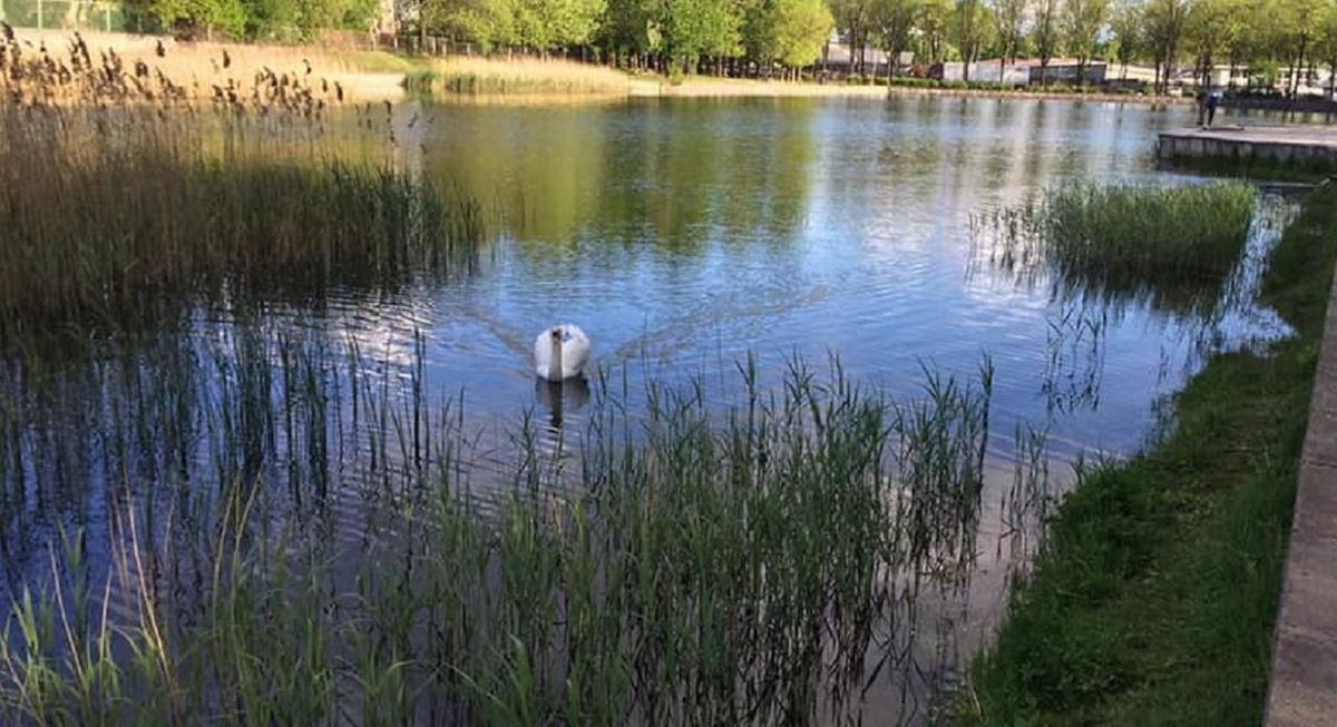 У мерії назвали найчистіші і найбрудніші водойми Львівської МТГ