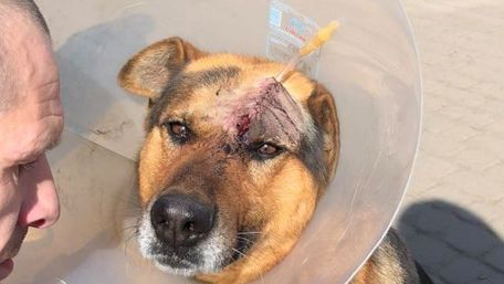 35-річний мешканець Липників сокирою розбив голову собаці
