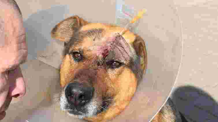 35-річний мешканець Липників сокирою розбив голову собаці
