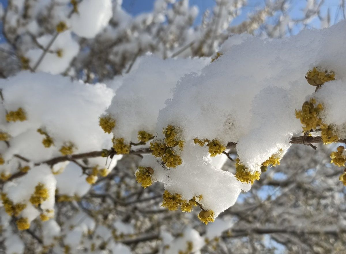 Вночі на Львівщині прогнозують заморозки і ожеледицю