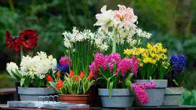 Весна не за календарем: як виростити цибулинні квіти в контейнерах