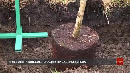 Львів долучився до міжнародної акції з висадки дерев