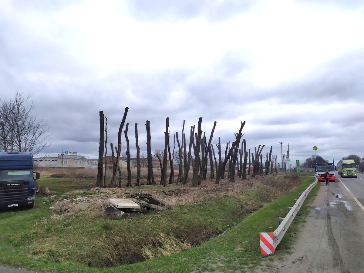 Поліція розслідуватиме варварську обрізку дерев вдовж траси на Львівщині
