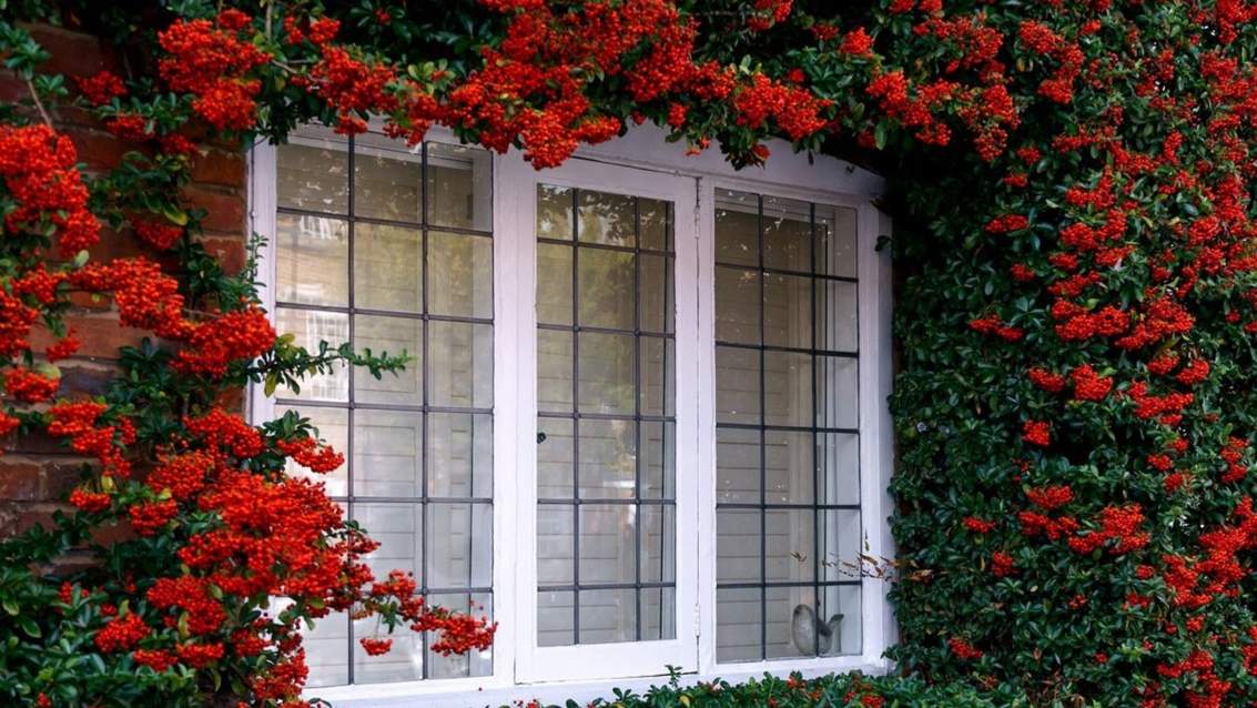 Найкращі види ліан для подвір’я: як і де їх висаджувати