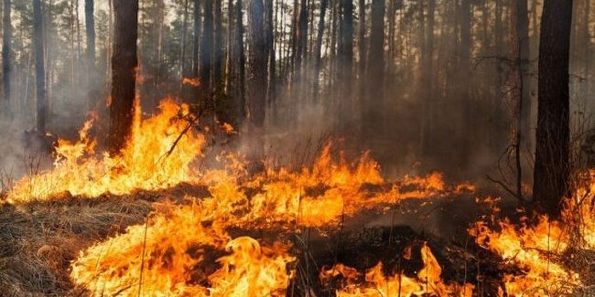 На Львівщині оголосили надзвичайну пожежну небезпеку