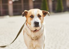 Філософ Фред та інші собаки