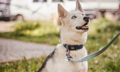 Красуня Блонді та її друзі