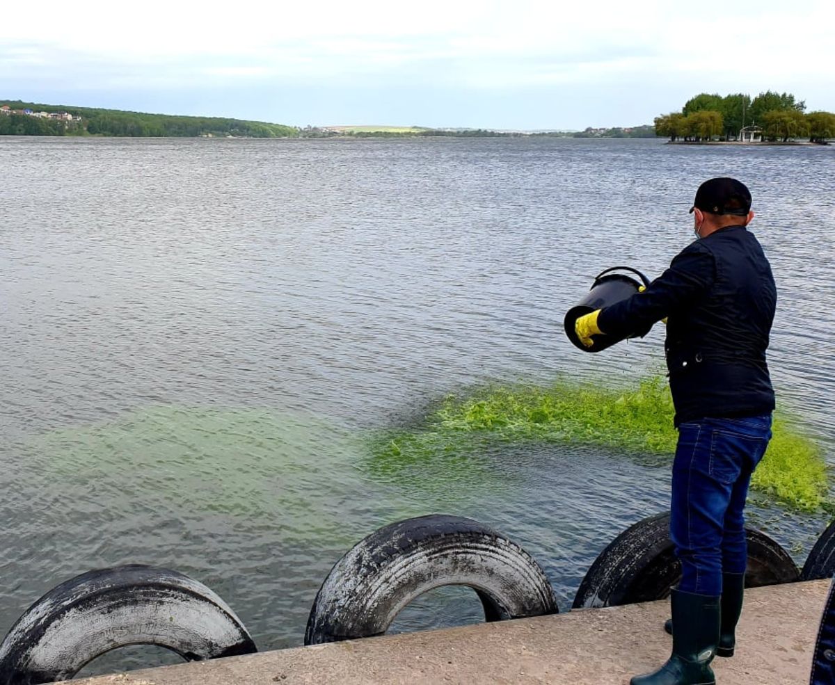 Тернопільский став вперше засіяли очисними водоростями