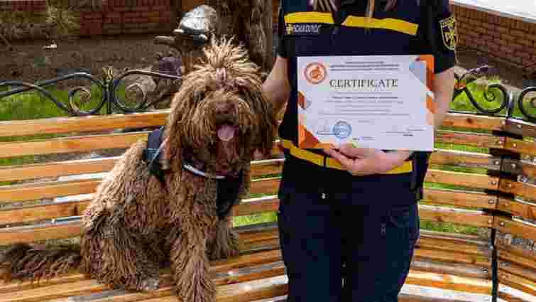 Собака-психолог з Донеччини отримав сертифікат терапевта 