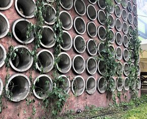 Невідомі знищили озеленення на стіні з дірами у Львові 