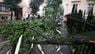 Чергова сильна гроза зі шквальним вітром наробила шкоди у Львові