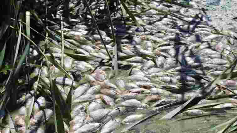 У ставку біля Нововолинська виявили масову загибель риби