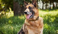 Квітка від Барні