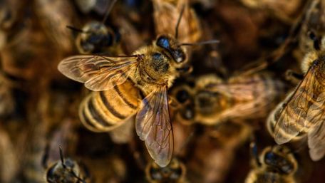 «Укрпошта» остаточно припинила пересилати бджіл після інциденту на Закарпатті