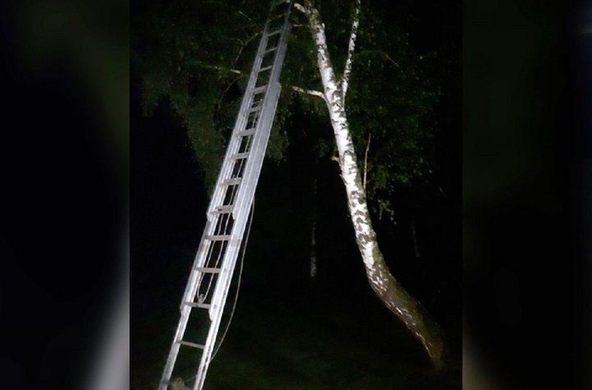 Львівські рятувальники зняли з дерева 8-річного хлопчика, який став жертвою булінгу