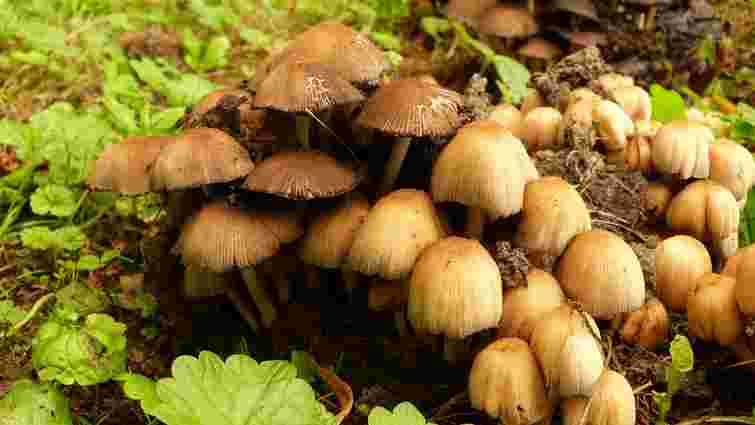 Двоє малолітніх дітей під час  прогулянок наїлися отруйних грибів 