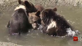 У ведмежому притулку «Домажир» оселилися четверо маленьких ведмежат