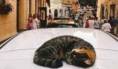 Головні новини Львова за 12 липня