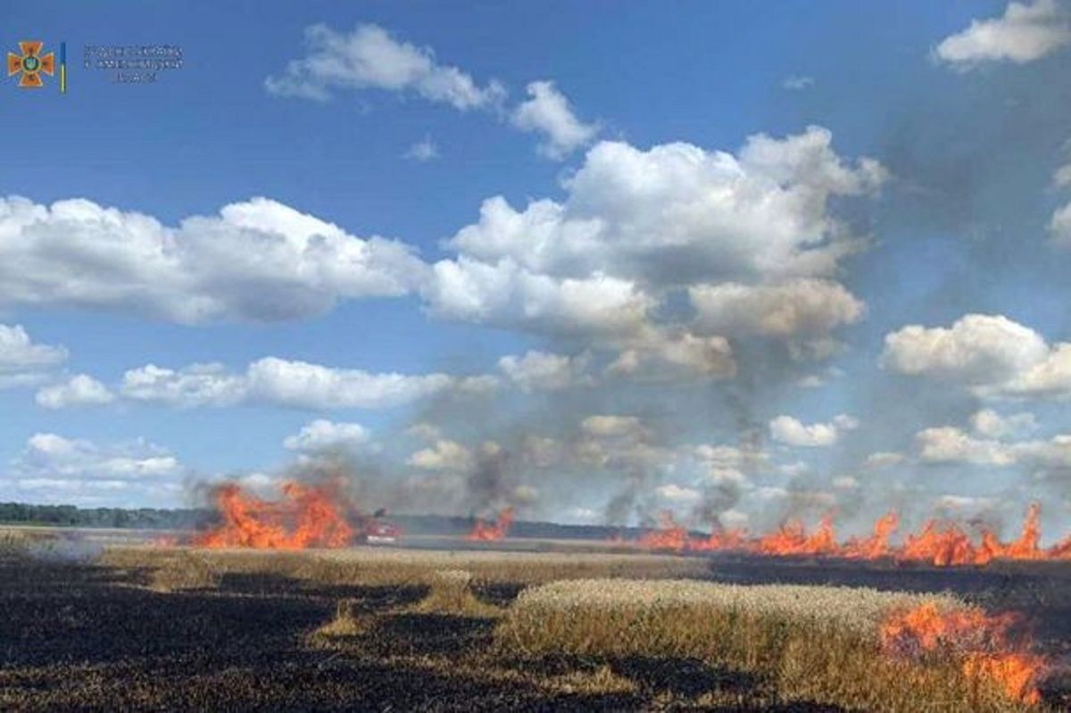 На Хмельниччині через падіння високовольтної лінії горіло пшеничне поле