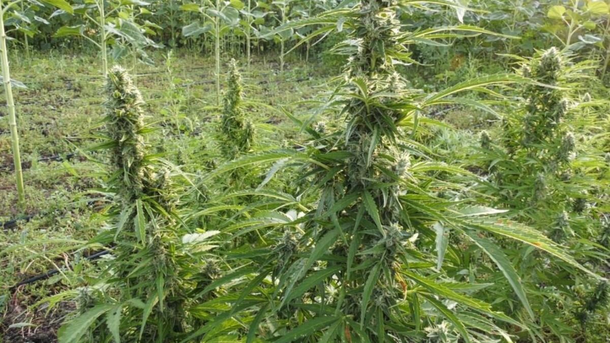 На Херсонщині поліція виявила поле з коноплями на 300 млн грн