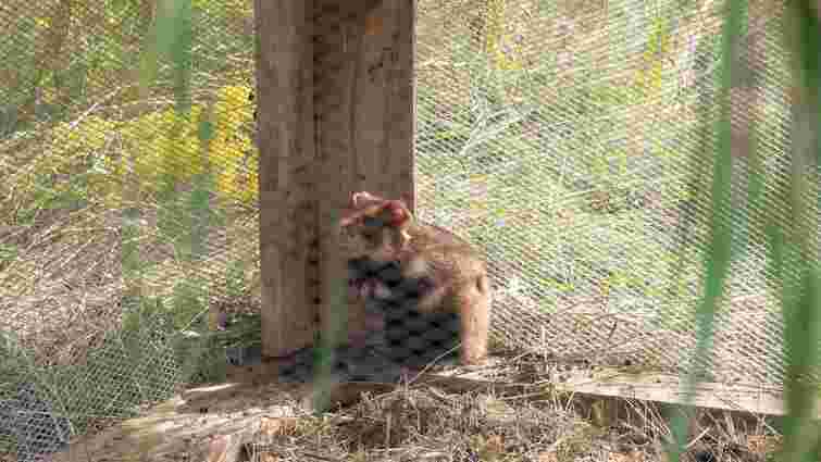 У Чернівецьку область для розмноження завезли зграю диких хом'яків