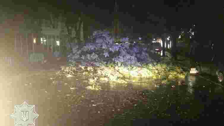 Повалене дерево перекрило рух на вул. Князя Романа у центрі Львова