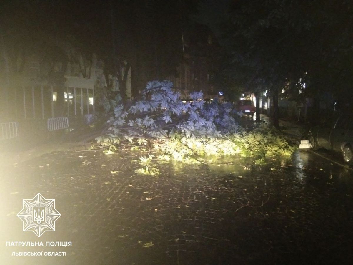 Повалене дерево перекрило рух на вул. Князя Романа у центрі Львова