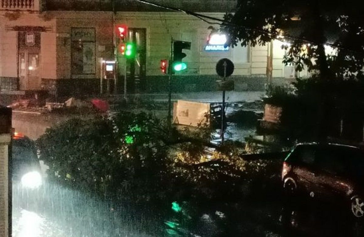 Буревій повалив у Львові понад 75 дерев 