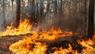 Мешканець Тернопільщини заплатить 175 тис. грн за підпал лісу
