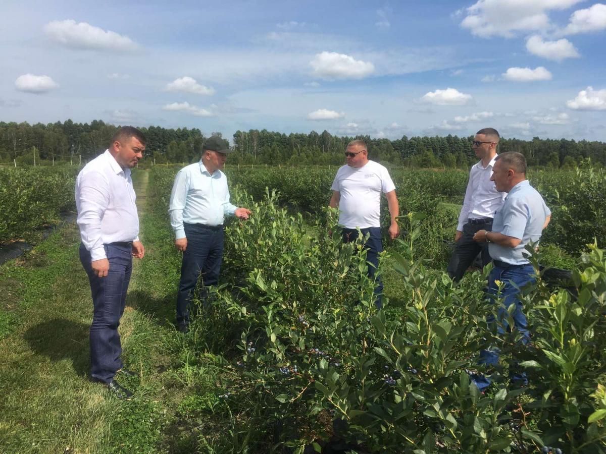 На Волині розширять плантації лохини на 85 гектарів 