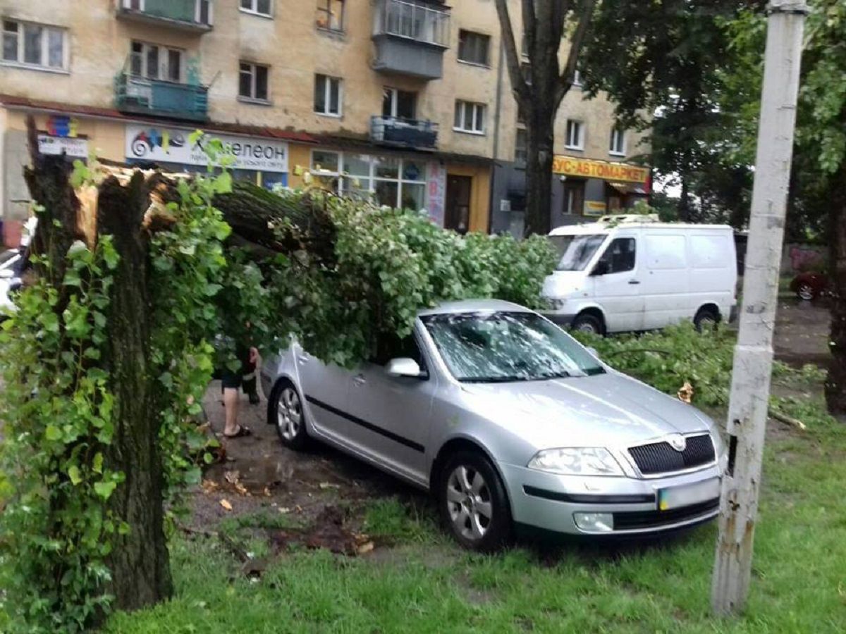 Львів’янин відсудив у міськради 52,3 тис. грн за розбите деревом авто