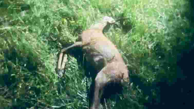 Чотирьох браконьєрів затримали за вбивство козулі на Волині