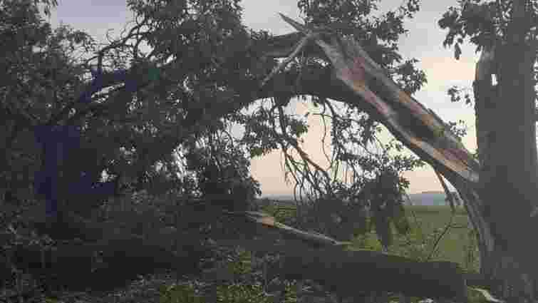Потужний буревій повалив сотні дерев на Буковині