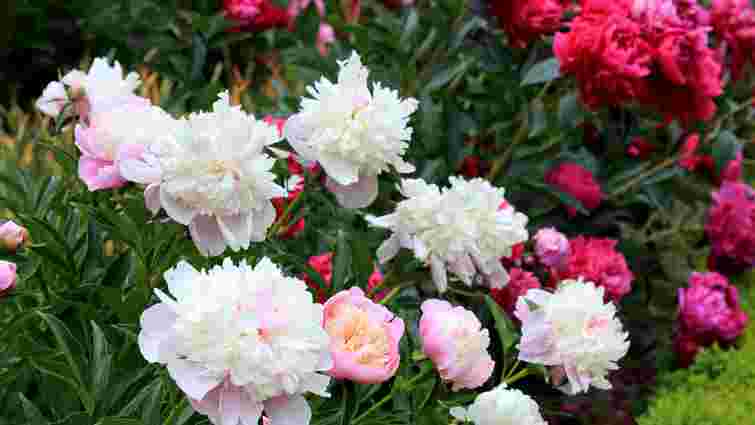 Від півоній до тюльпанів: які квіти варто садити та сіяти в серпні