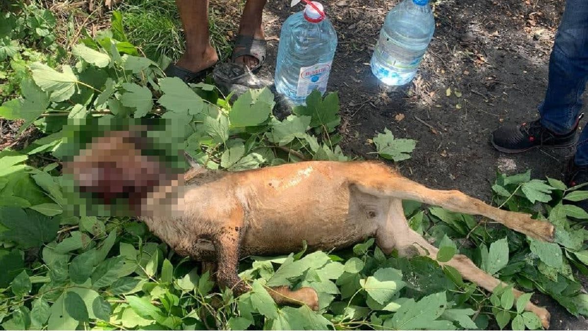 Четверо африканців зарізали козу у львівському парку 
