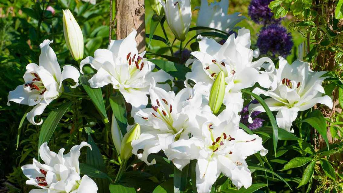 Як доглядати лілії після цвітіння: обрізання, підживлення, розмноження