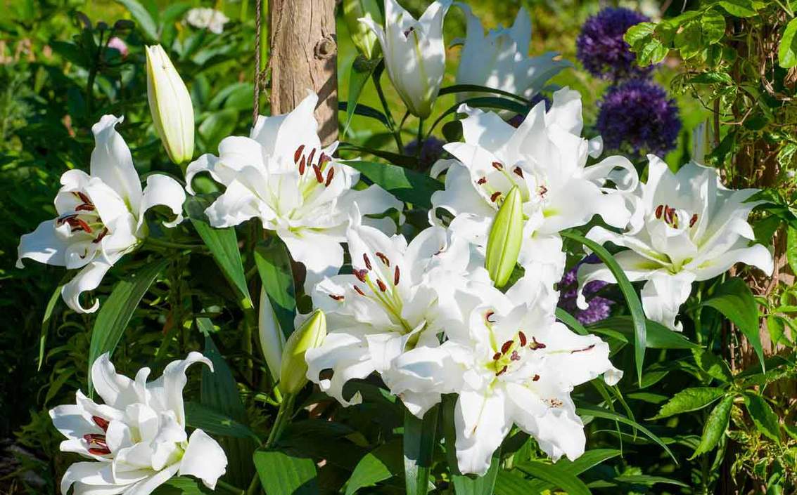 Як доглядати лілії після цвітіння: обрізання, підживлення, розмноження